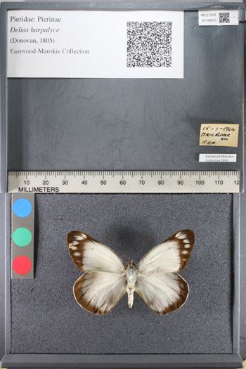 Media type: image;   Entomology 139915